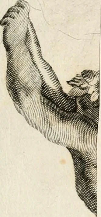 An illustration from Aedes Barberinae ad Quirinalem, 1642, leaf 62