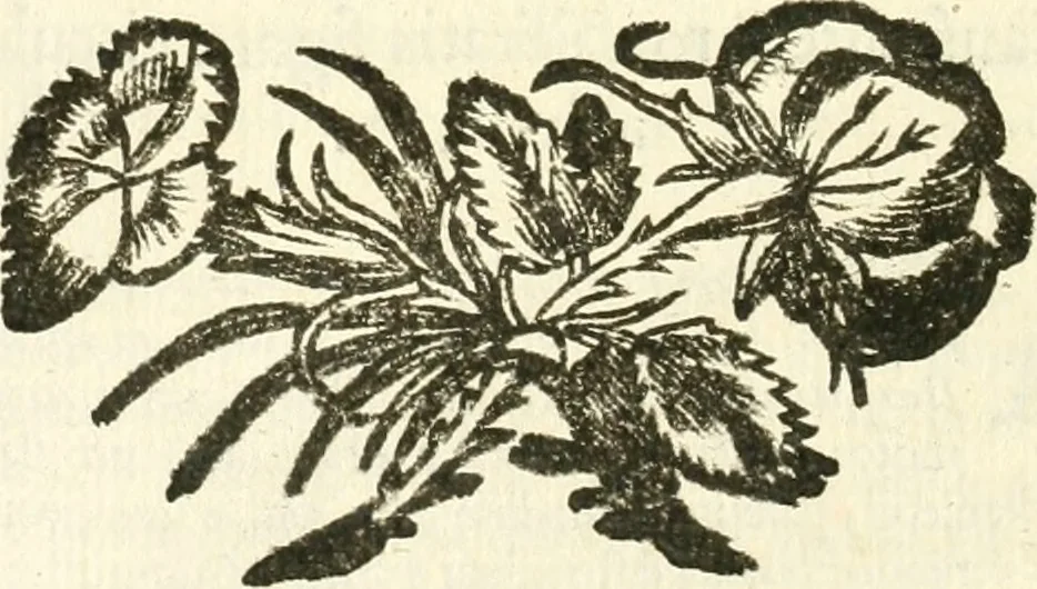 An illustration from Aerarium philosophiae mathematicae : in quo elementa philosophiae geometricae de planis, curuis, & solidis figuris applicata et ornata ... in tres tomos distributa sunt : intercessere ingeniosae inuentionis exodia horaria ..., 1648, leaf 185