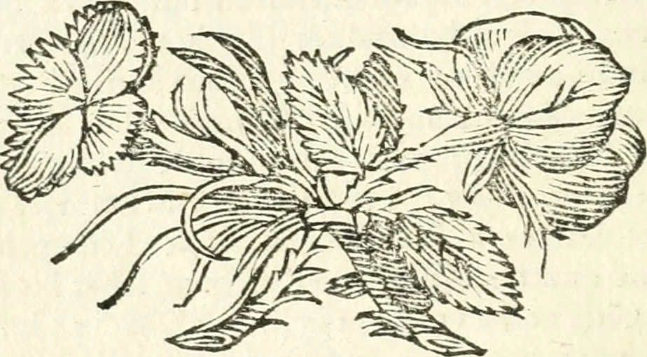 An illustration from Aerarium philosophiae mathematicae : in quo elementa philosophiae geometricae de planis, curuis, & solidis figuris applicata et ornata ... in tres tomos distributa sunt : intercessere ingeniosae inuentionis exodia horaria ..., 1648, leaf 79