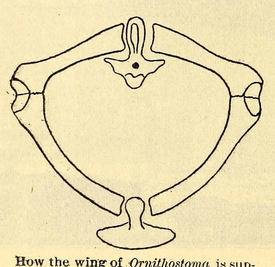 An illustration from Aeronautical world, 1902, leaf 158