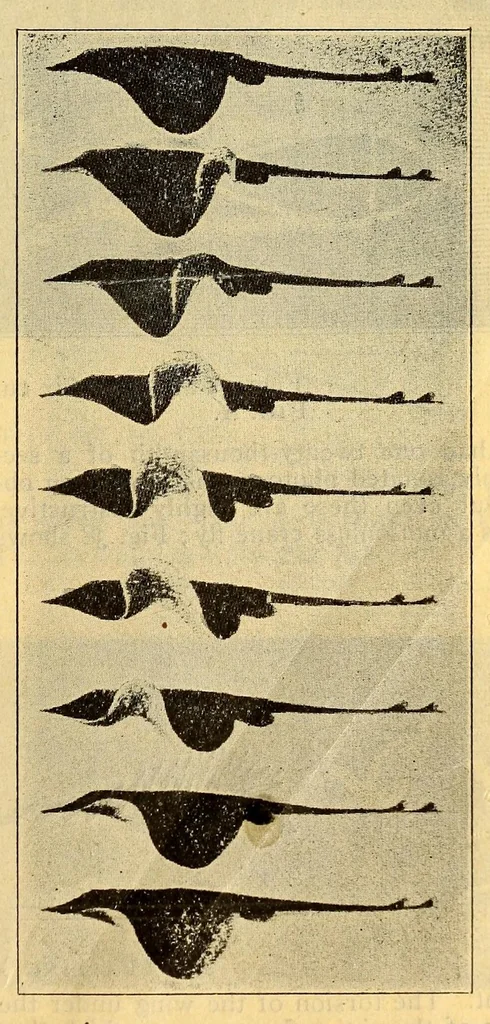 An illustration from Aeronautical world, 1902, leaf 179