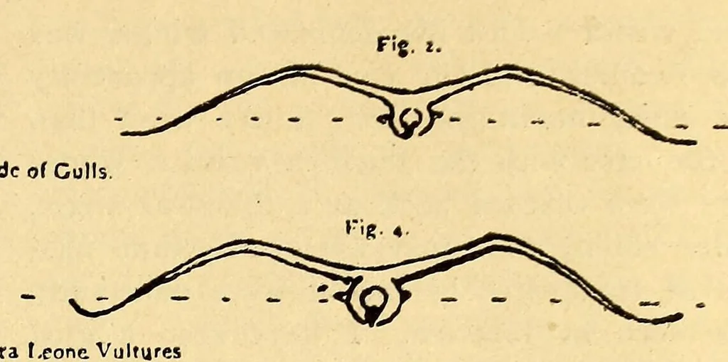 An illustration from Aeronautical world, 1902, leaf 293