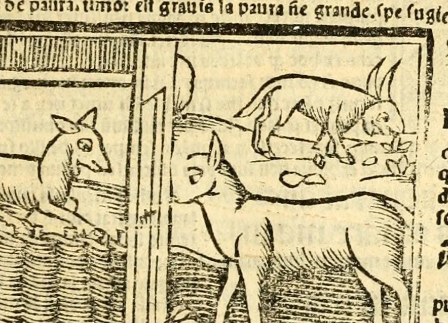 An illustration from Aesopi fabvlae cvm vvlgari interpretatione : et figuris nouissime omni cura, & diligentia emendatae, 1557, leaf 43