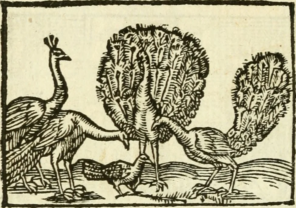 An illustration from Aesopi Phrigis Et Aliorvm Fabvlae. : Elegantissimis Iconibus illustratæ, & diligentius quàm antehac emendatæ, 1554, leaf 161