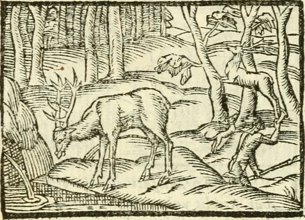 An illustration from Aesopi Phrigis Et Aliorvm Fabvlae. : Elegantissimis Iconibus illustratæ, & diligentius quàm antehac emendatæ, 1554, leaf 169