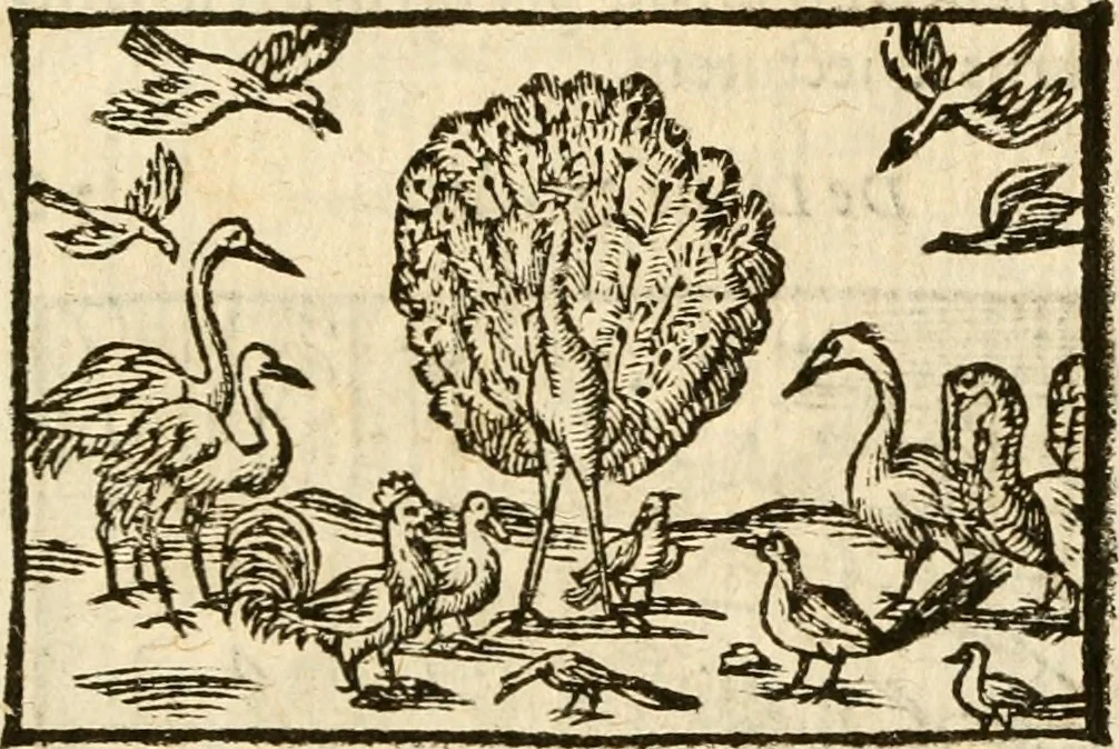 An illustration from Aesopi Phrigis Et Aliorvm Fabvlae. : Elegantissimis Iconibus illustratæ, & diligentius quàm antehac emendatæ, 1554, leaf 204