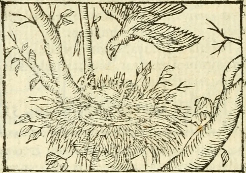 An illustration from Aesopi Phrigis Et Aliorvm Fabvlae. : Elegantissimis Iconibus illustratæ, & diligentius quàm antehac emendatæ, 1554, leaf 279