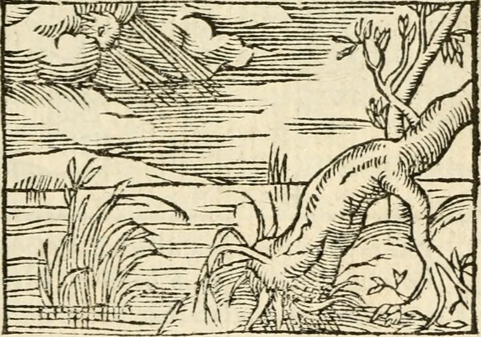 An illustration from Aesopi Phrigis Et Aliorvm Fabvlae. : Elegantissimis Iconibus illustratæ, & diligentius quàm antehac emendatæ, 1554, leaf 70