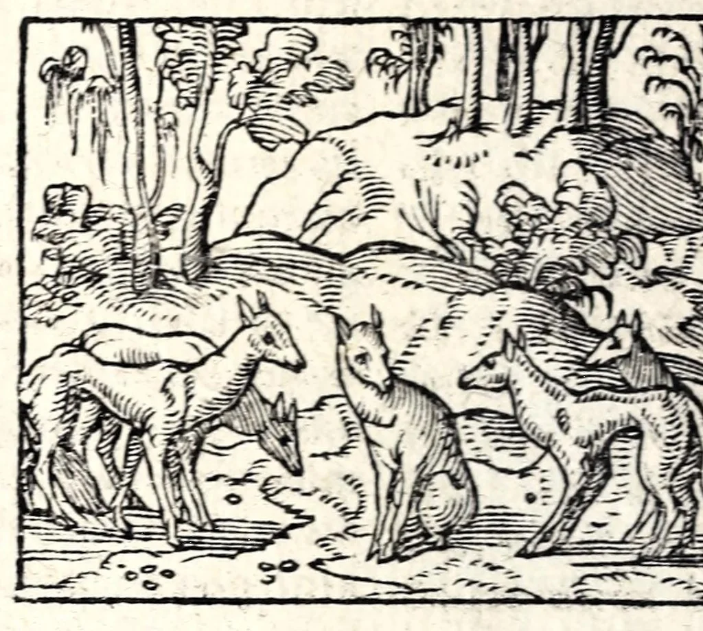 An illustration from Aesopi Phrygis Fabvlae : elegantissimis eiconibus ueras animalium species ad uiuum adumbrantes. Gabriae Graeci Fabellae XXXXIIII. Batrachomyomáchia Homeri, hoc est, Ranarum & murium pugna. Galeōmyomachía, hoc est, Felium & murium pugna, tragoedia graeca : haec omnia cum Latina interpretatione, 1551, leaf 140