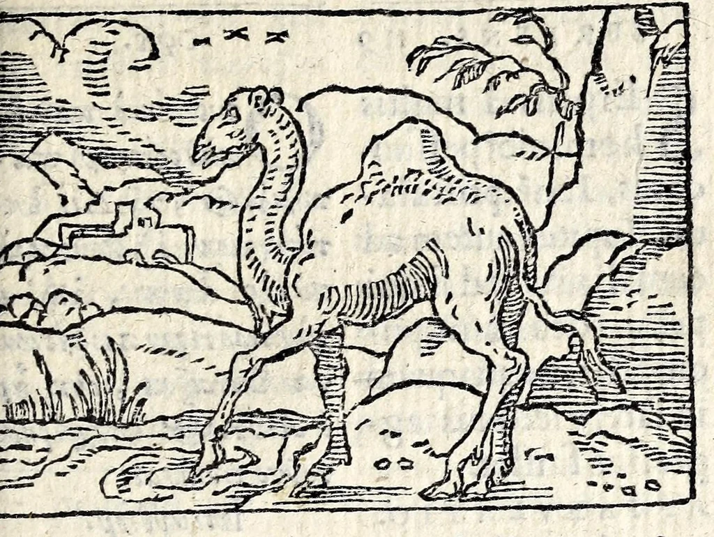 An illustration from Aesopi Phrygis Fabvlae : elegantissimis eiconibus ueras animalium species ad uiuum adumbrantes. Gabriae Graeci Fabellae XXXXIIII. Batrachomyomáchia Homeri, hoc est, Ranarum & murium pugna. Galeōmyomachía, hoc est, Felium & murium pugna, tragoedia graeca : haec omnia cum Latina interpretatione, 1551, leaf 257
