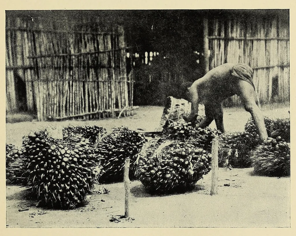 An illustration from An African adventure, 1921, leaf 263