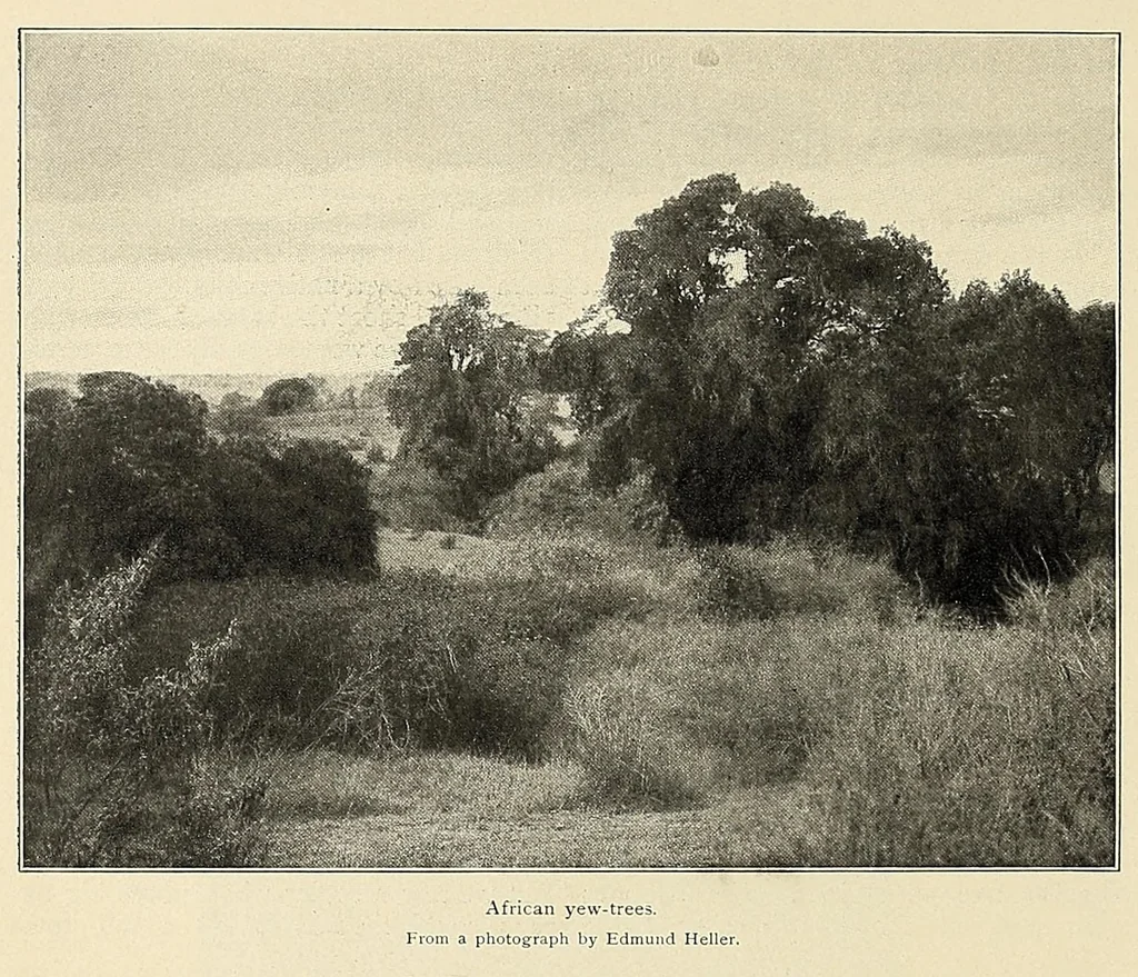 An illustration from African game trails : an account of the African wanderings of an American hunter-naturalist, 1909, leaf 182