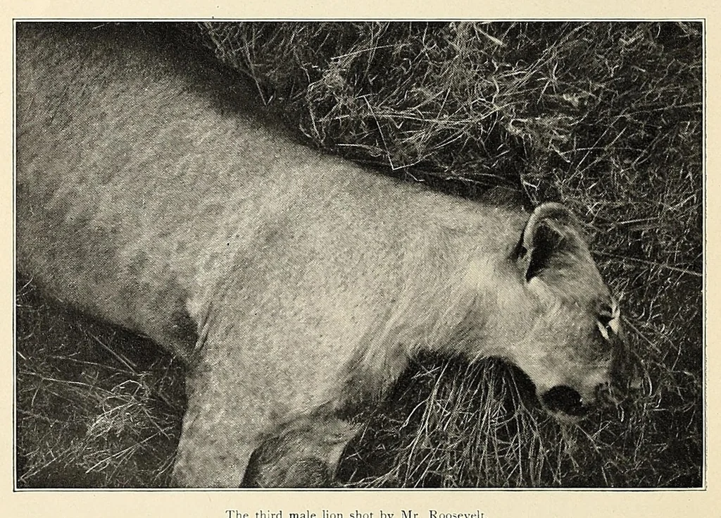 An illustration from African game trails : an account of the African wanderings of an American hunter-naturalist, 1909, leaf 48