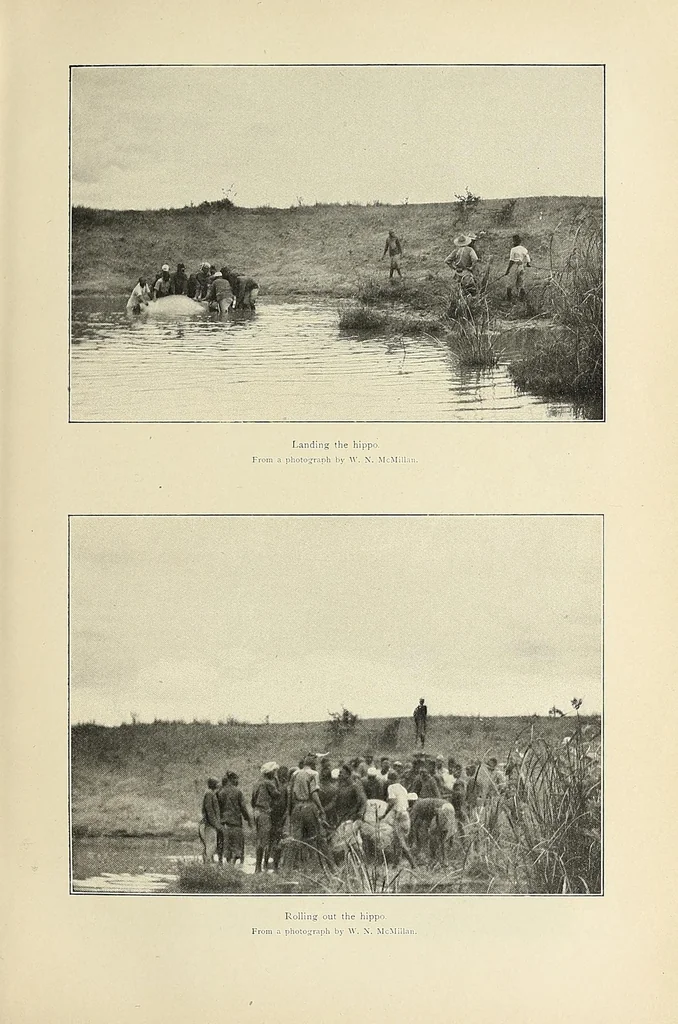 An illustration from African game trails : an account of the African wanderings of an American hunter-naturalist, 1909, leaf 93