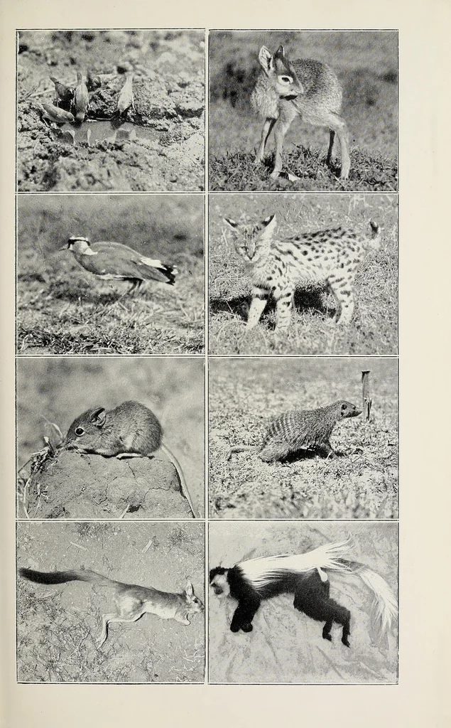 An illustration from African game trails : an account of the African wanderings of an American hunter-naturalist, 1910, leaf 195