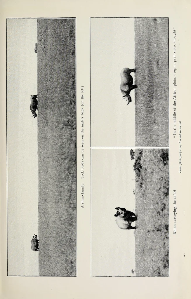 An illustration from African game trails : an account of the African wanderings of an American hunter-naturalist, 1910, leaf 219