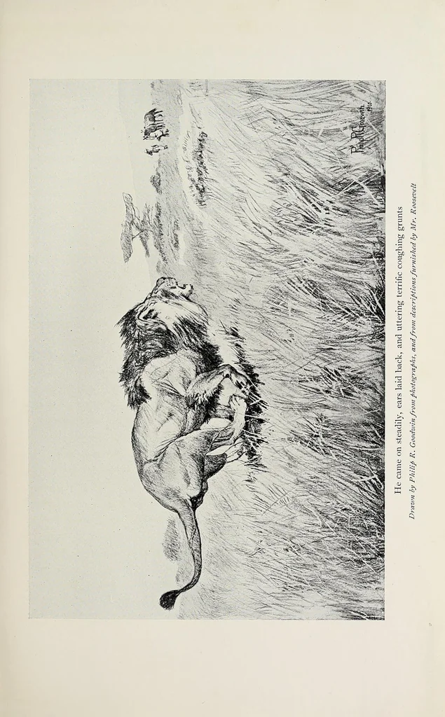 An illustration from African game trails : an account of the African wanderings of an American hunter-naturalist, 1910, leaf 245