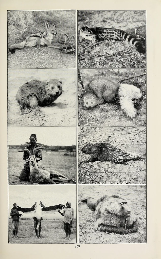 An illustration from African game trails : an account of the African wanderings of an American hunter-naturalist, 1910, leaf 277