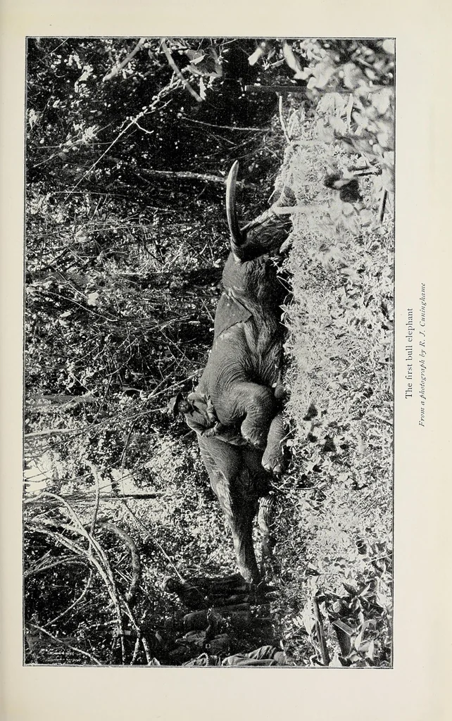 An illustration from African game trails : an account of the African wanderings of an American hunter-naturalist, 1910, leaf 325