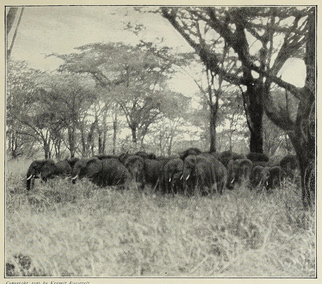 An illustration from African game trails, 1909, leaf 17