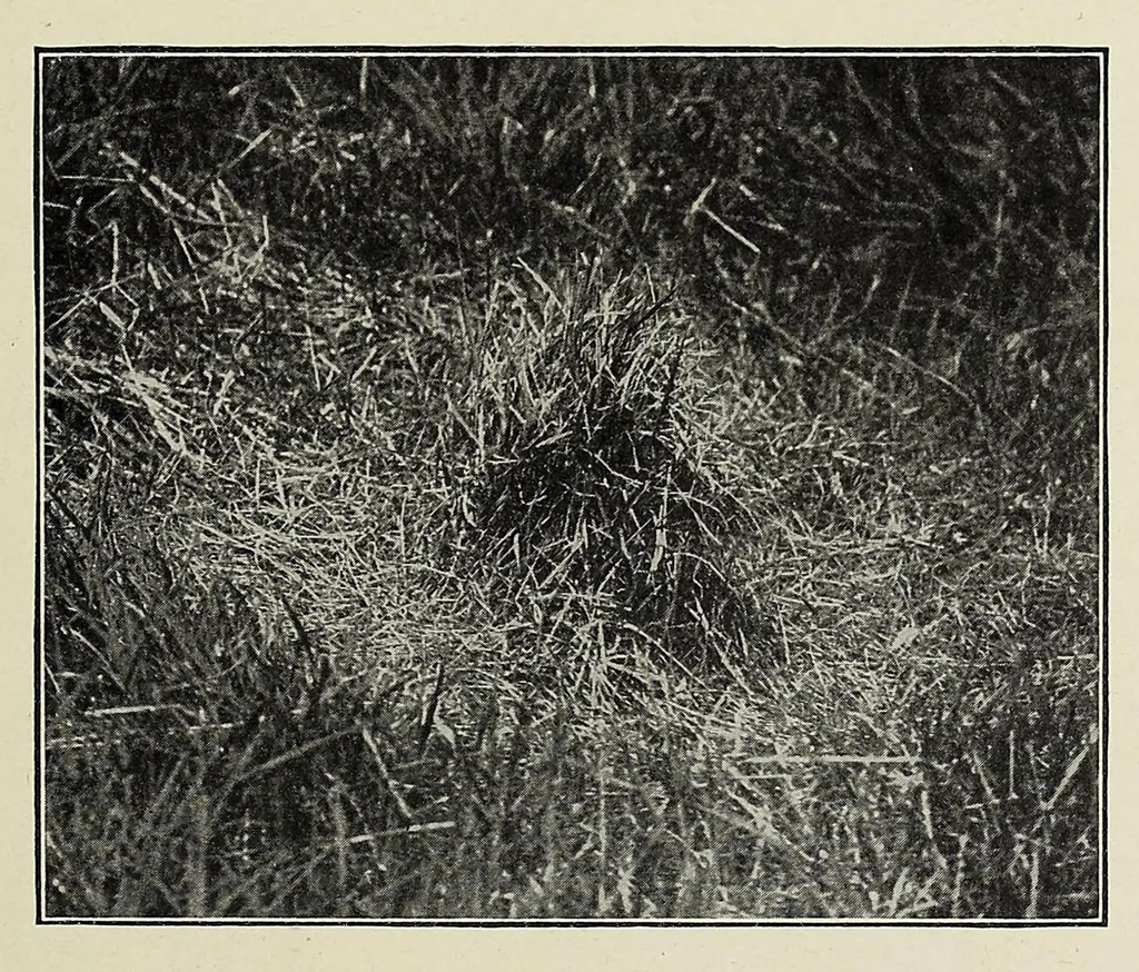 An illustration from African game trails, 1909, leaf 47