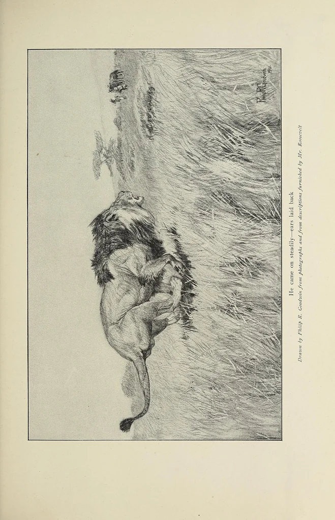 An illustration from African game trails, 1909, leaf 61