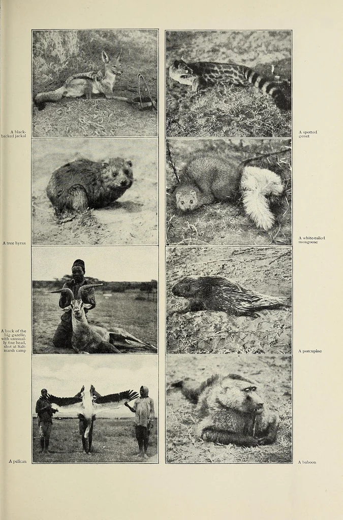 An illustration from African game trails, 1909, leaf 65