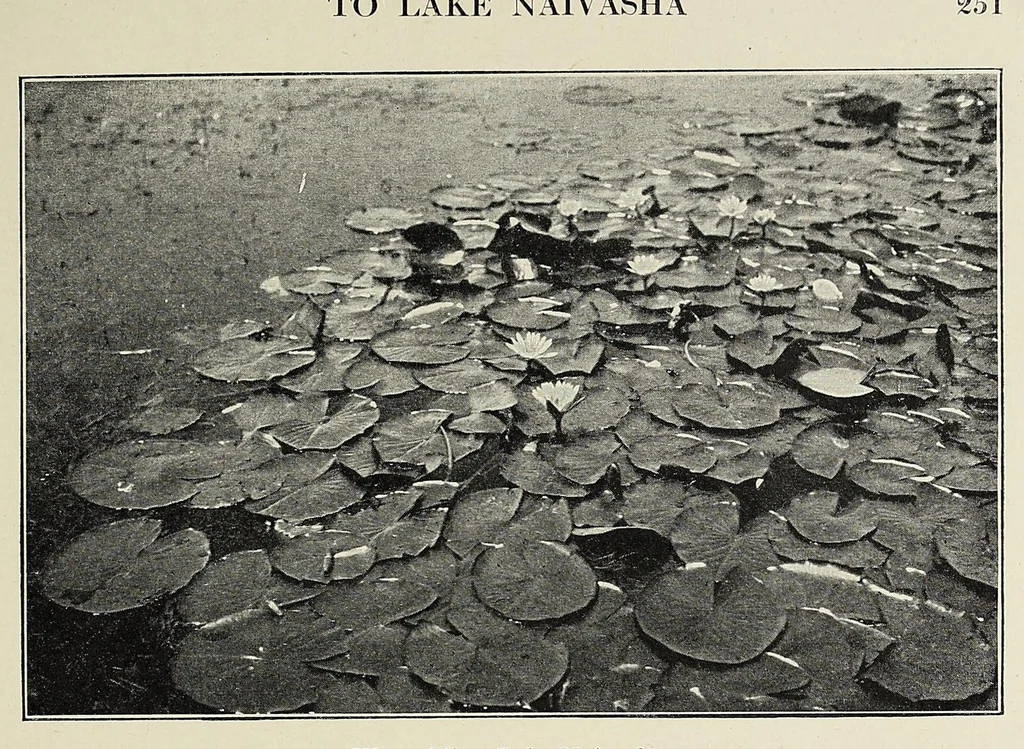 An illustration from African game trails, 1909, leaf 69
