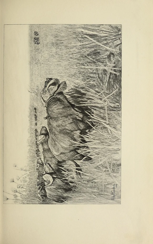 An illustration from African game trails : an account of the African wanderings of an American hunter-naturalist, 1910, leaf 189