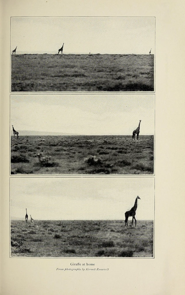 An illustration from African game trails : an account of the African wanderings of an American hunter-naturalist, 1910, leaf 225