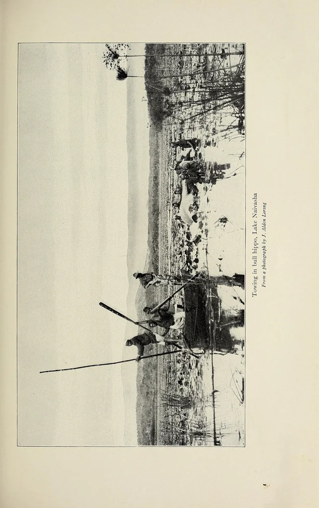 An illustration from African game trails : an account of the African wanderings of an American hunter-naturalist, 1910, leaf 297