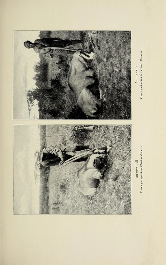 An illustration from African game trails : an account of the African wanderings of an American hunter-naturalist, 1910, leaf 369