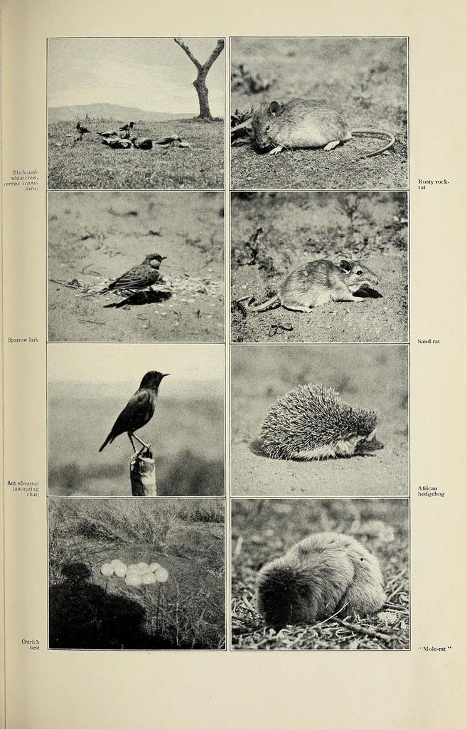 An illustration from African game trails : an account of the African wanderings of an American hunter-naturalist, 1910, leaf 417