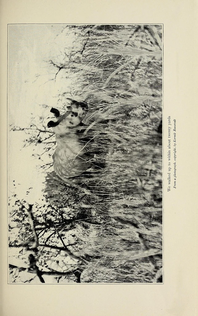An illustration from African game trails : an account of the African wanderings of an American hunter-naturalist, 1910, leaf 545