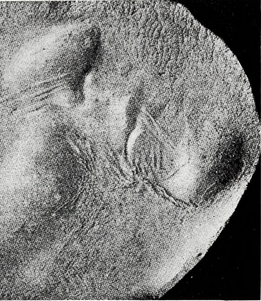 An illustration from After death--what? : Spiritistic phenomena and their interpretation, 1909, leaf 340