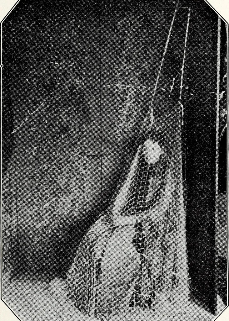 An illustration from After death--what? : Spiritistic phenomena and their interpretation, 1909, leaf 384