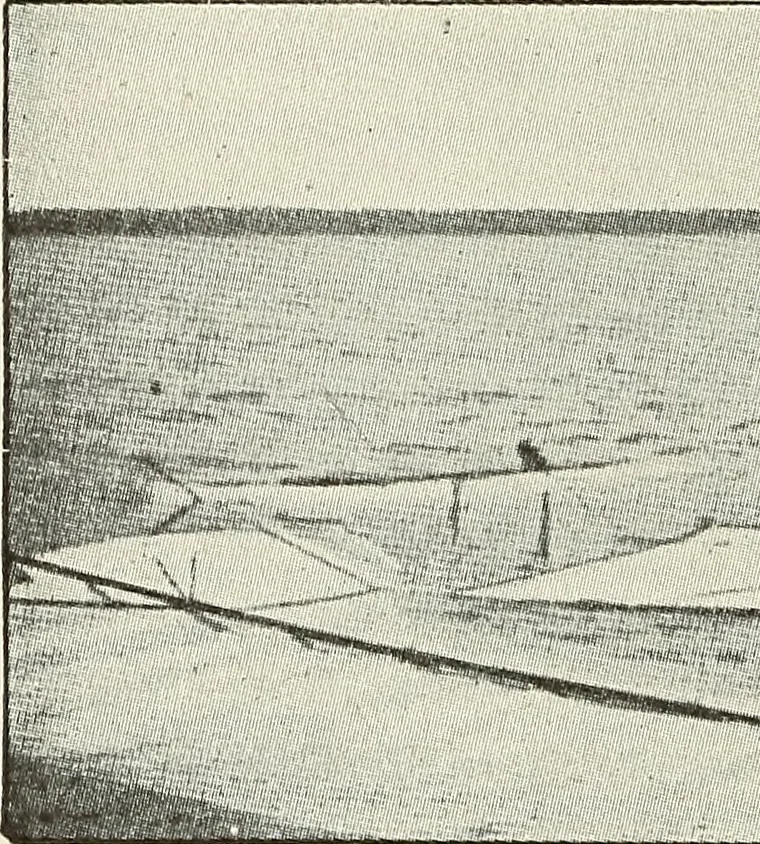 An illustration from Airships past and present, together with chapters on the use of balloons in connection with meteorology, photography and the carrier pigeon, 1908, leaf 135
