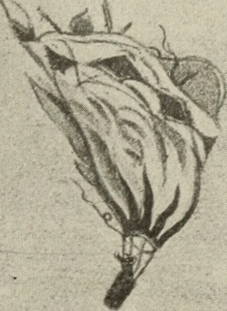 An illustration from Airships past and present, together with chapters on the use of balloons in connection with meteorology, photography and the carrier pigeon, 1908, leaf 146