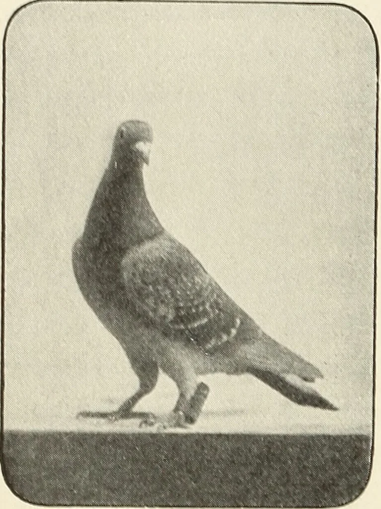 An illustration from Airships past and present, together with chapters on the use of balloons in connection with meteorology, photography and the carrier pigeon, 1908, leaf 375