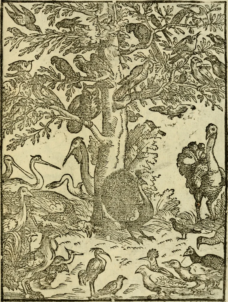 An illustration from Aisopou mythoi, 1644, leaf 64