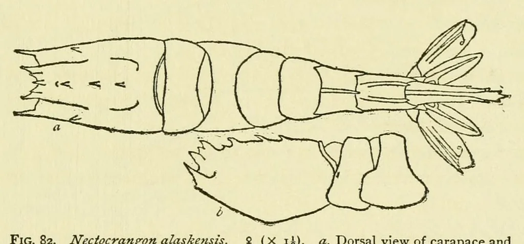 An illustration from Alaska .., 1901, leaf 155