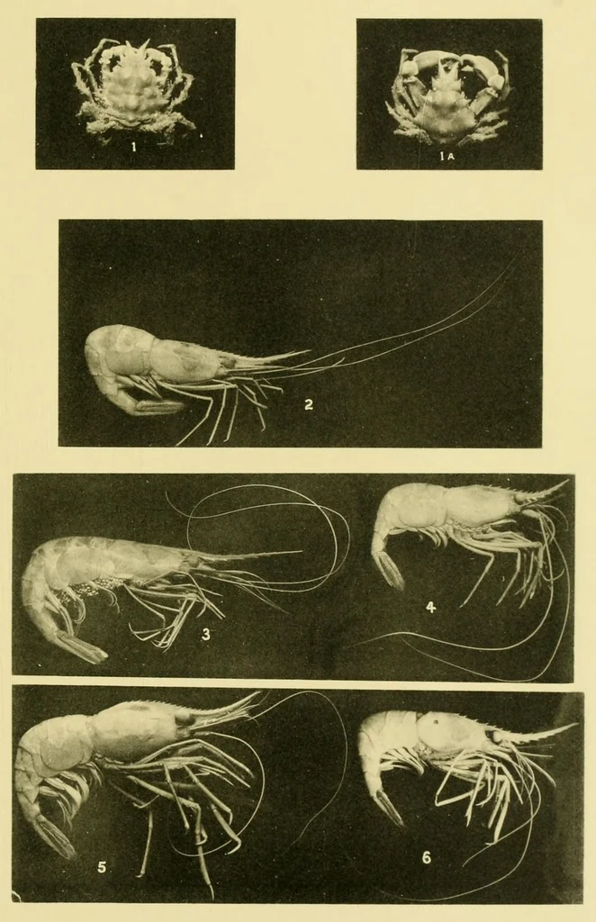 An illustration from Alaska .., 1901, leaf 211