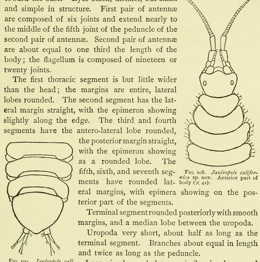 An illustration from Alaska .., 1901, leaf 257