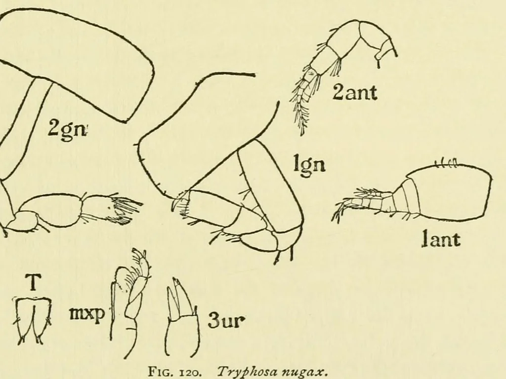 An illustration from Alaska .., 1901, leaf 269