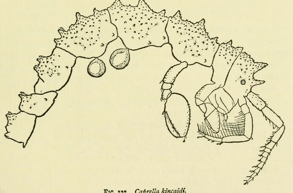 An illustration from Alaska .., 1901, leaf 279