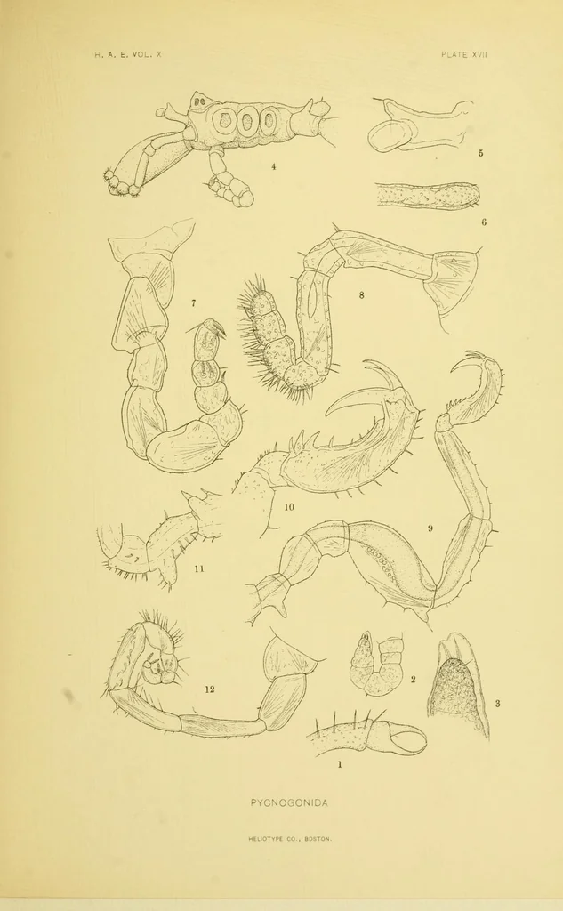 An illustration from Alaska .., 1901, leaf 359