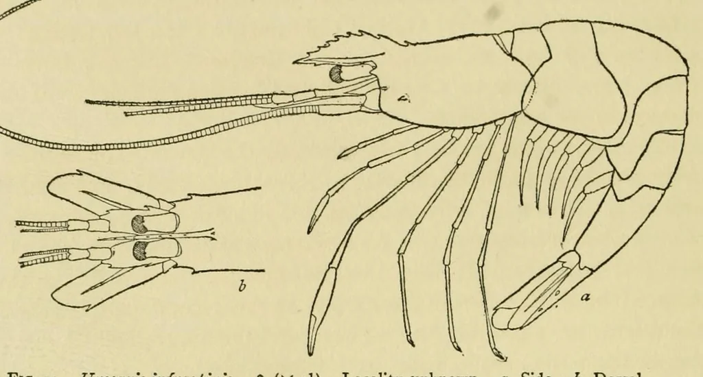 An illustration from Alaska .., 1901, leaf 46