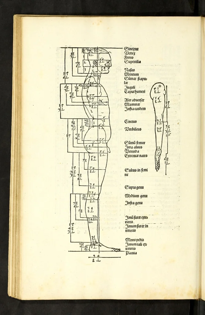 An illustration from Alberti Dureri Clarissimi pictoris et geometrae de symmetria partium in rectis formis humanorum corporum, 1532, leaf 116