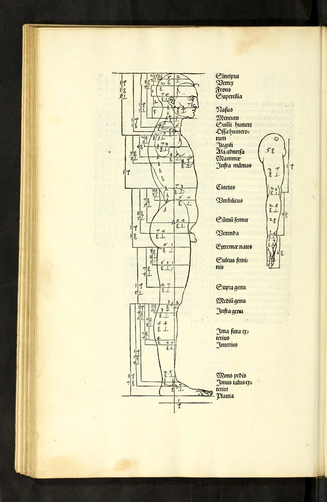 An illustration from Alberti Dureri Clarissimi pictoris et geometrae de symmetria partium in rectis formis humanorum corporum, 1532, leaf 132