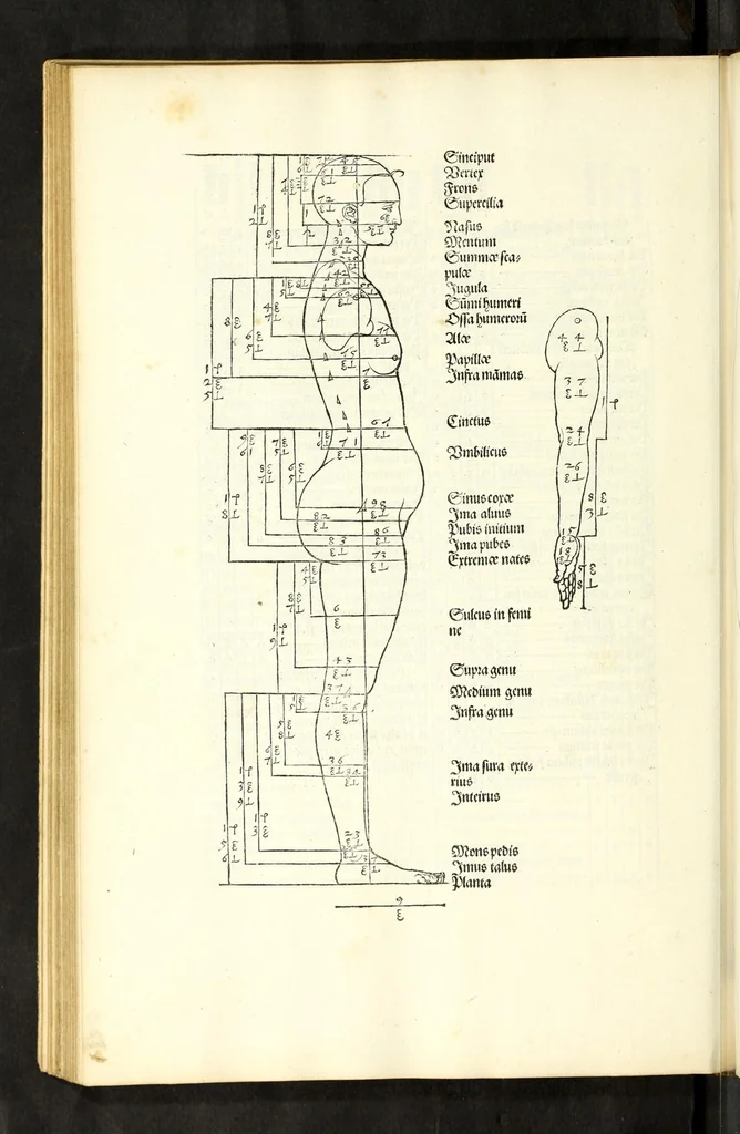 An illustration from Alberti Dureri Clarissimi pictoris et geometrae de symmetria partium in rectis formis humanorum corporum, 1532, leaf 152